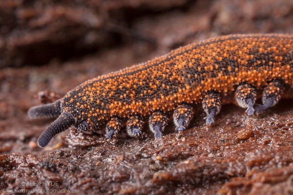 5[-]loài[-]sâu[-]đáng[-]sợ[-]nhất[-]hành[-]tinh[-]11